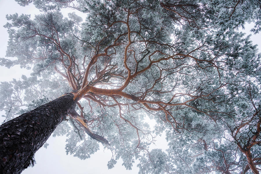 Winter Tree Lines Photograph by Ales Krivec