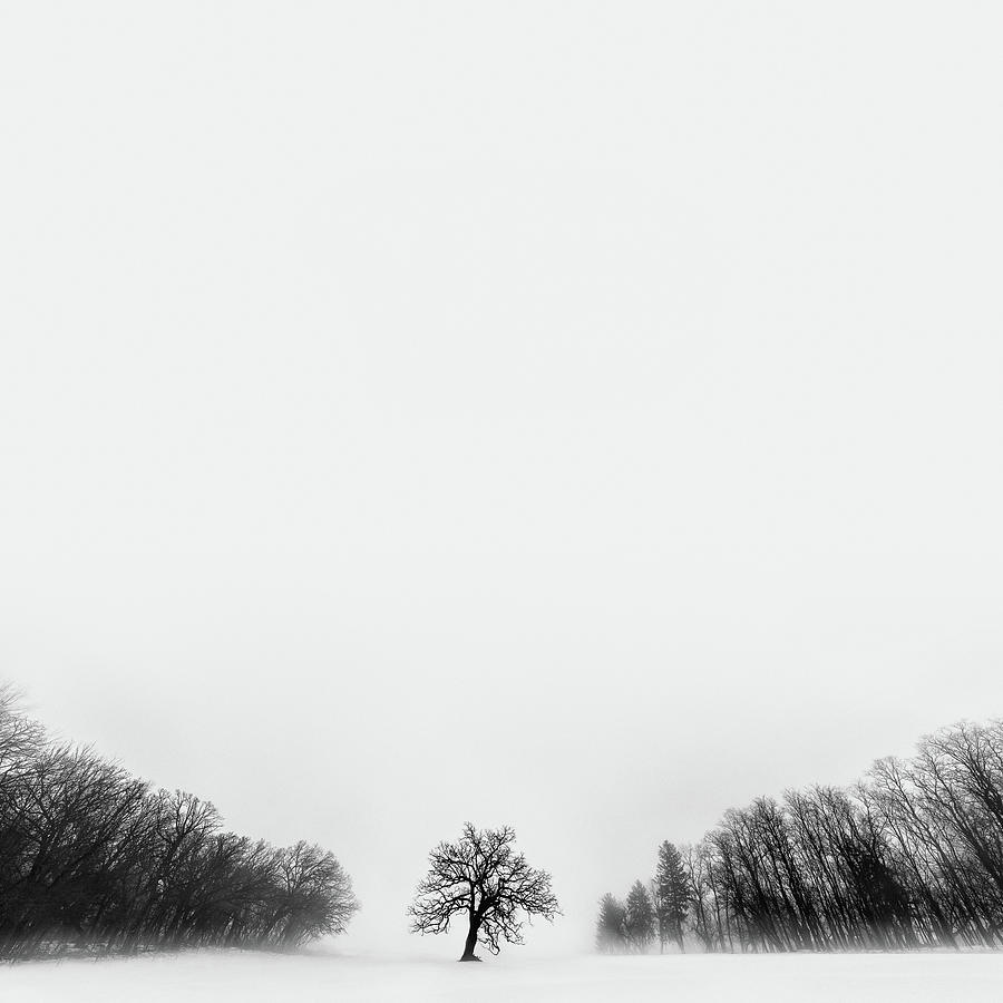 Winter Tree Located In Rural Rock Photograph by Matt Anderson Photography