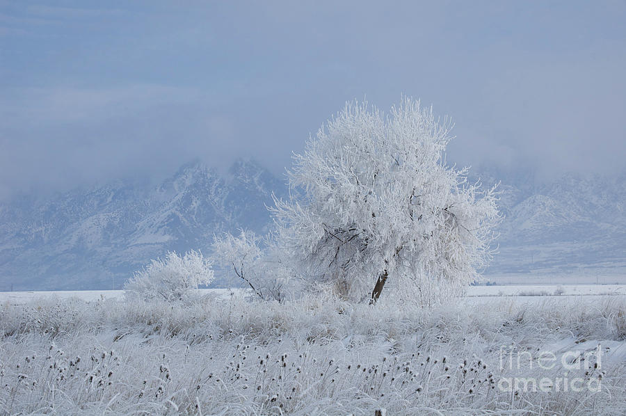 Winter Photograph - Winter tree by Nicole Markmann Nelson