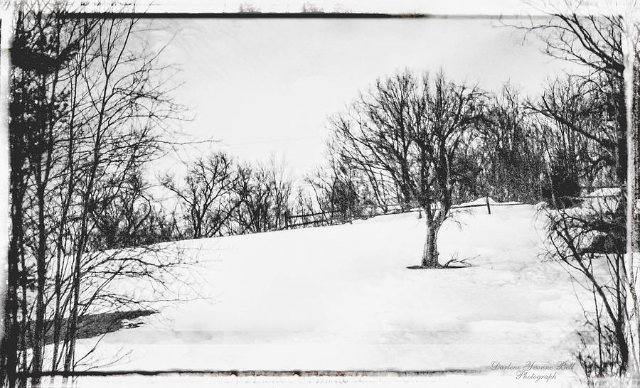 Trees Photograph - Winter Tree On Hill by Darlene Bell Trees Photograph - Winter Tree On Hill by Darlene Bell