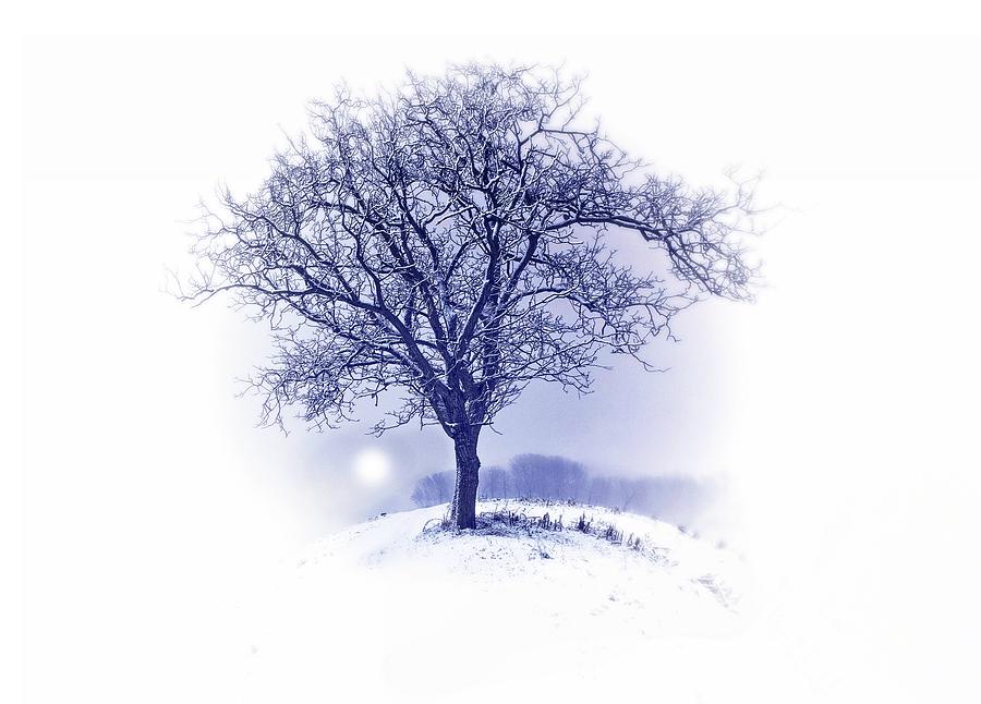 Winter Tree On Hill  Photograph by Movie Poster Prints