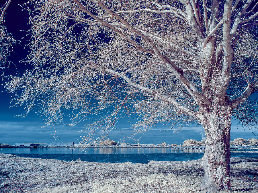 Winter Tree on Humboldt Bay Photograph by Greg Nyquist