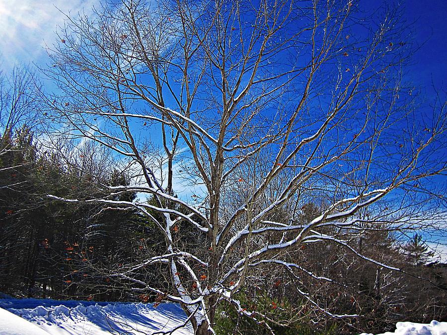 Tree Photograph - Winter Tree on Sky by MTBobbins Photography