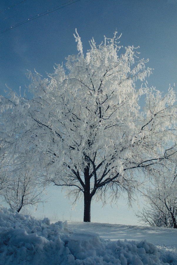 Winter Tree Photograph by Patrick Murphy