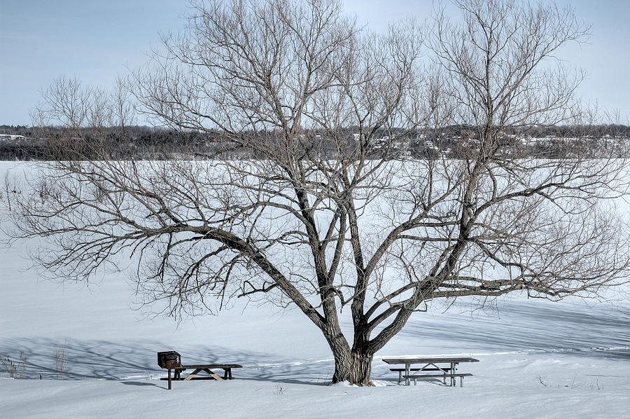 Winter Tree - Pinheys Point. Ontario Photograph by Rob Huntley