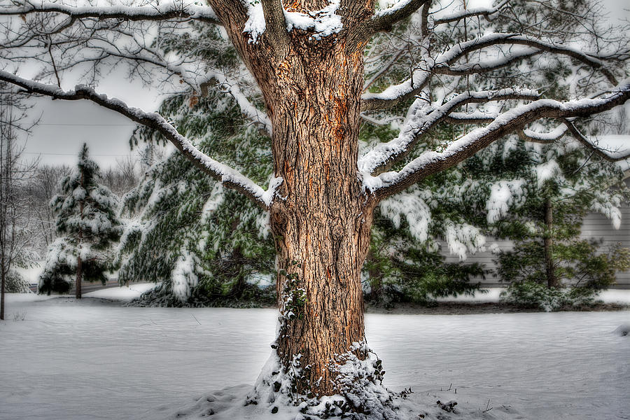 Winter Tree Photograph by Robert FERD Frank
