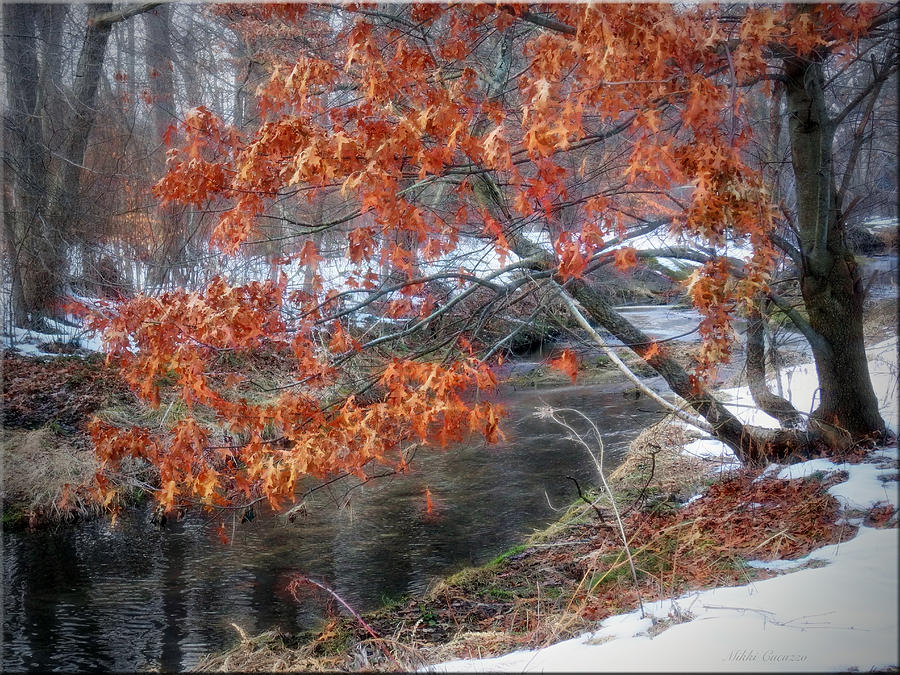 Winter tree scene Photograph by Mikki Cucuzzo