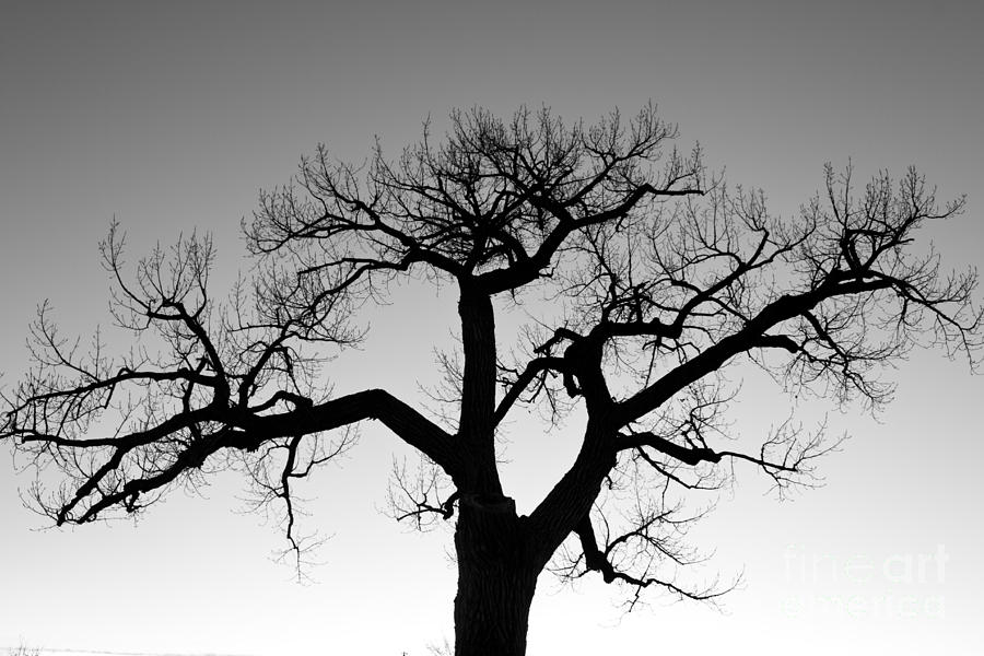 Winter Tree Silhouette BW Photograph by James BO Insogna