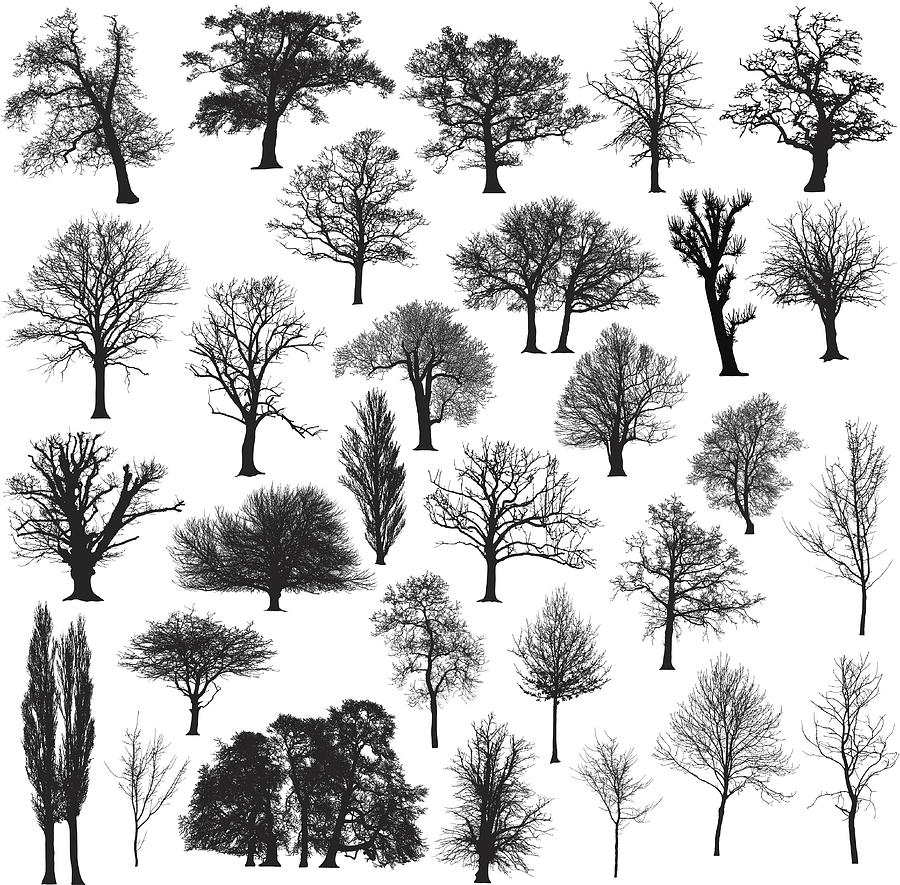 Winter tree silhouette collection Drawing by Ace_Create