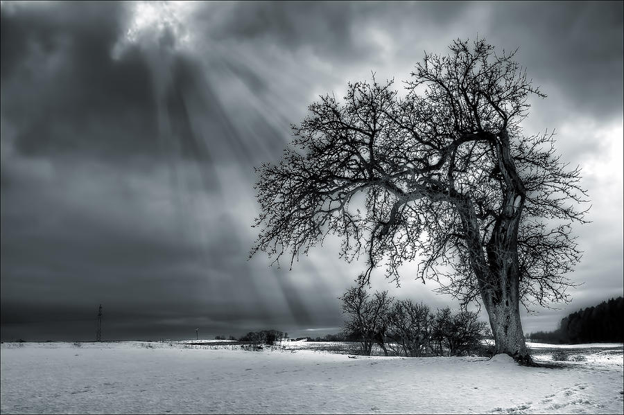 Winter Photograph - Winter Tree by EXparte SE