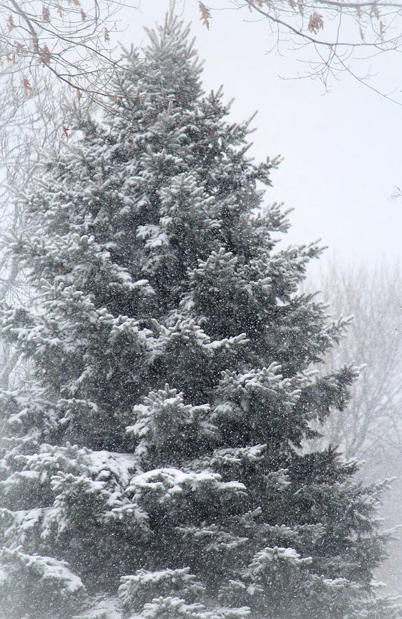Winter Tree Photograph by The Art Of Marilyn Ridoutt-Greene