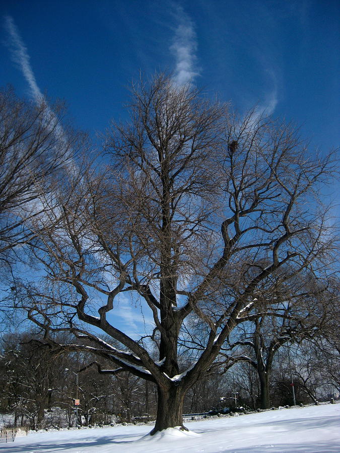 Winter Tree Photograph