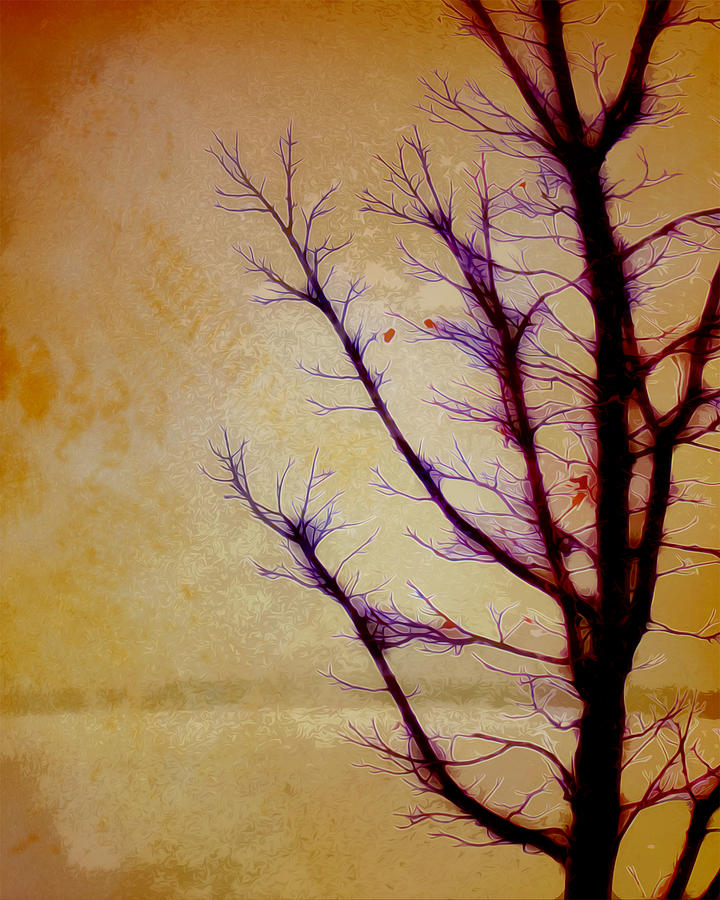 Winter Tree... Golden Sky Photograph