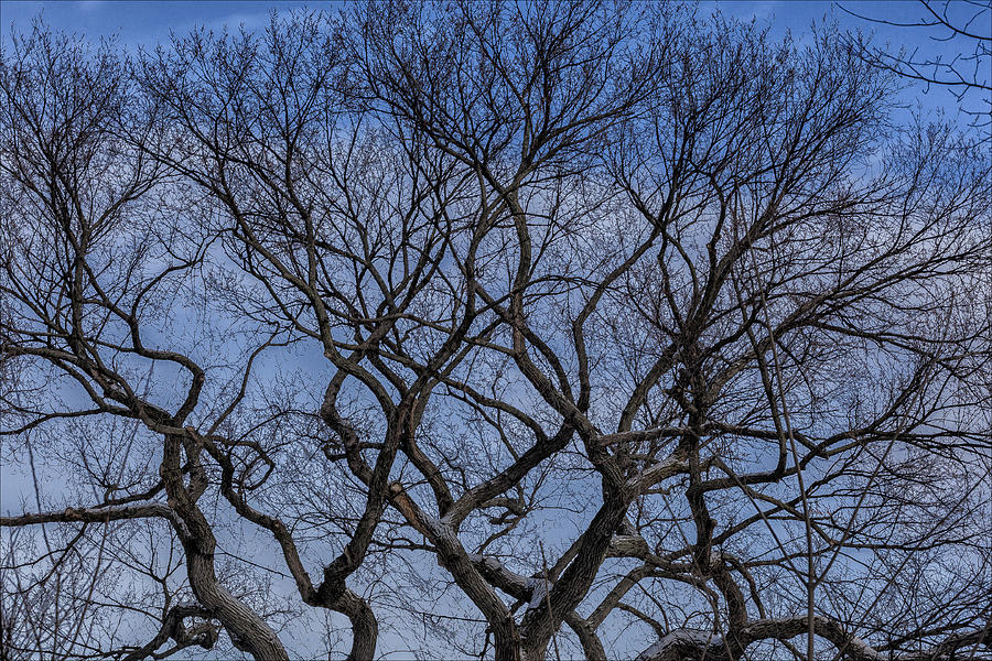 Winter Trees 2014 Photograph by Robert Ullmann