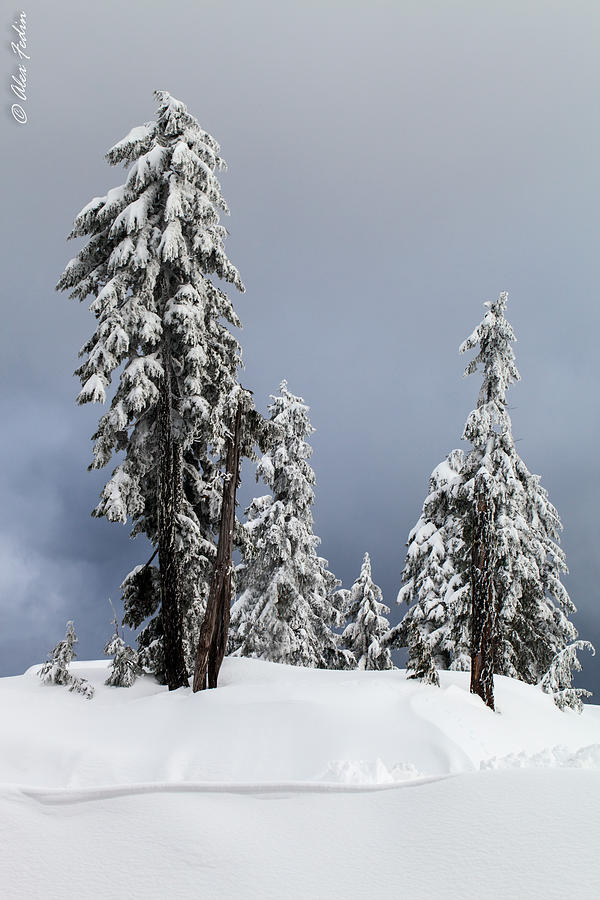 Winter Trees Photograph by Alexander Fedin