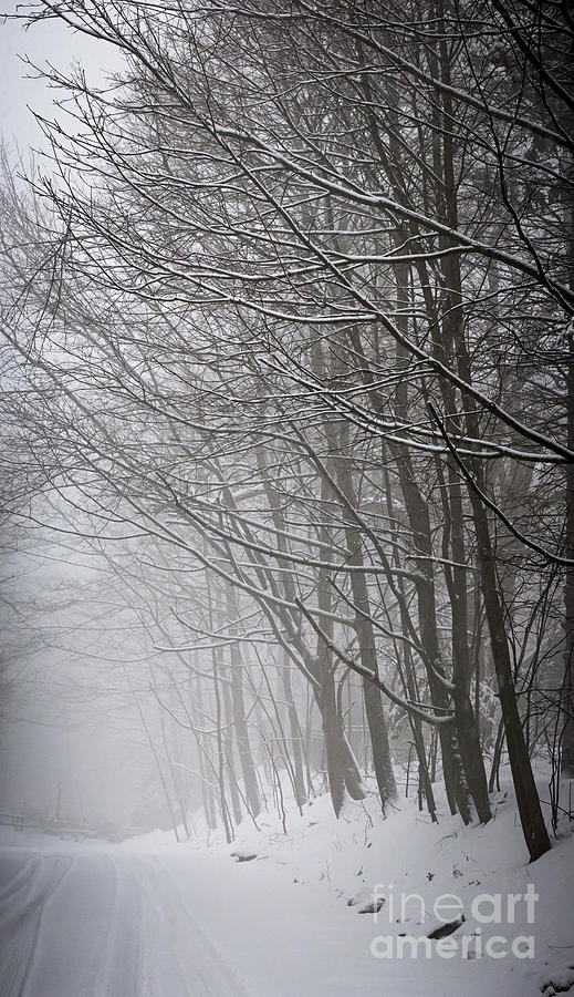 Winter trees along snowy road Photograph by Elena Elisseeva