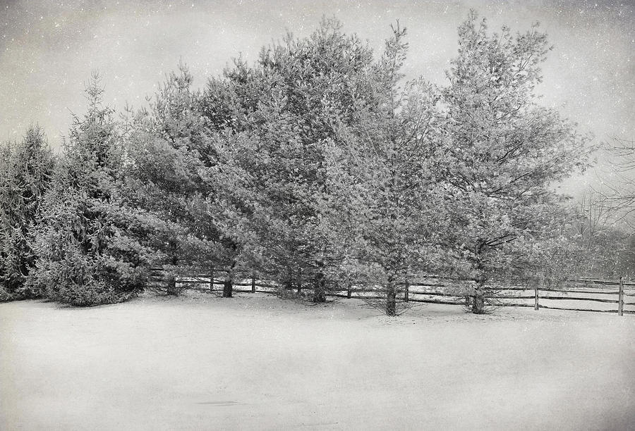 Winter Trees At Meadow Breeze Photograph by Pat Abbott