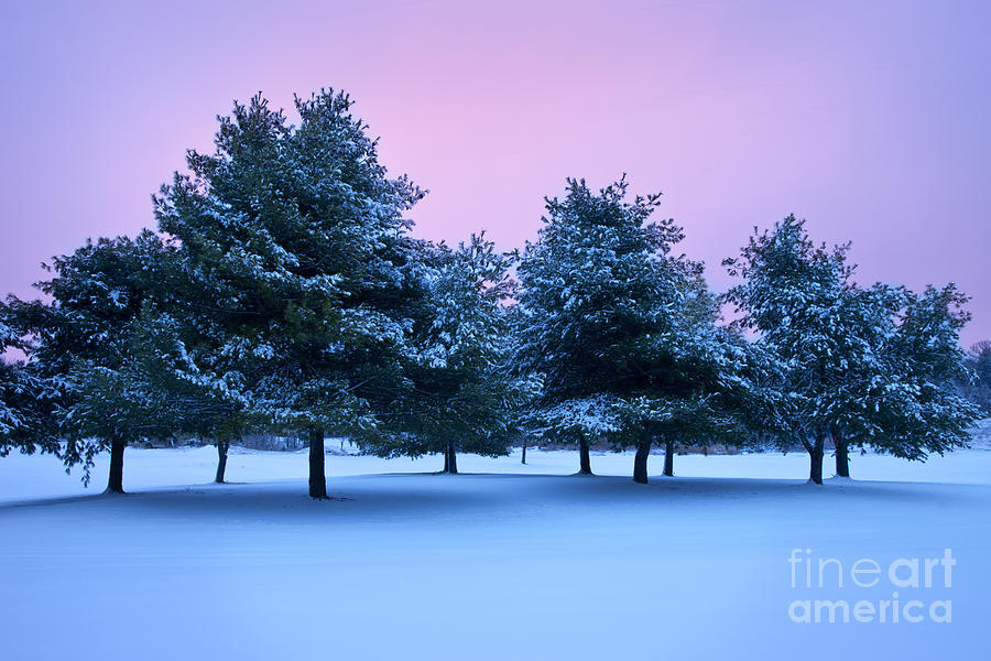 Winter Trees Photograph by Brian Jannsen