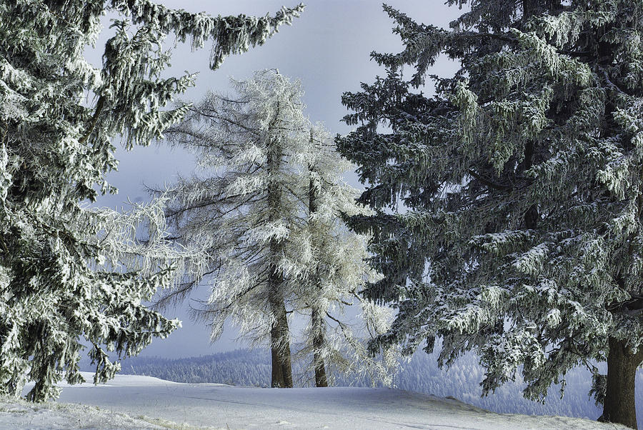 Winter Photograph - Winter Trees by Christine Czernin-Morzin
