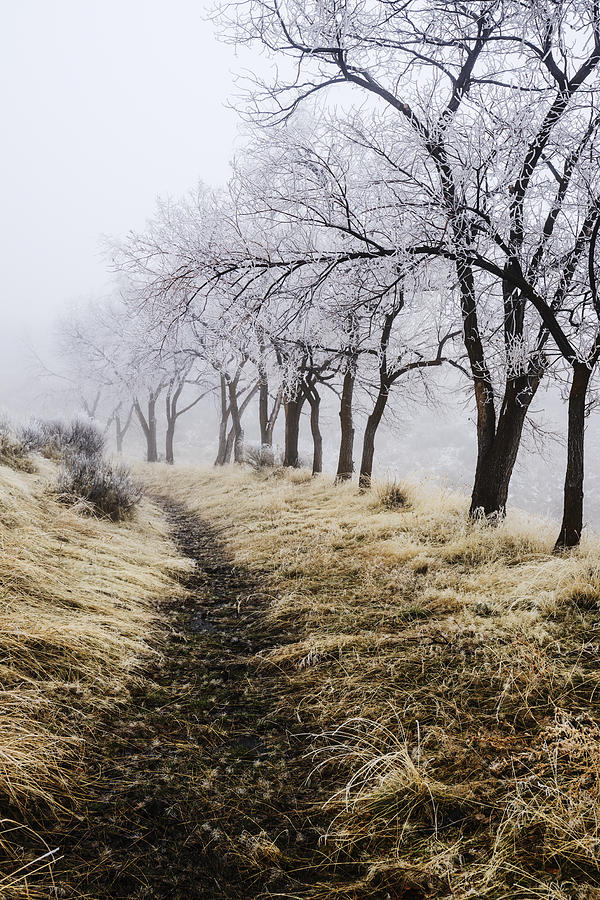 Winter trees covered in early morning frost in Idaho Photograph by Vishwanath Bhat