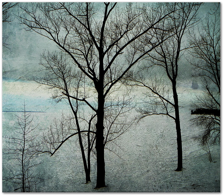 Winter Trees Photograph by Dianne  Lacourciere