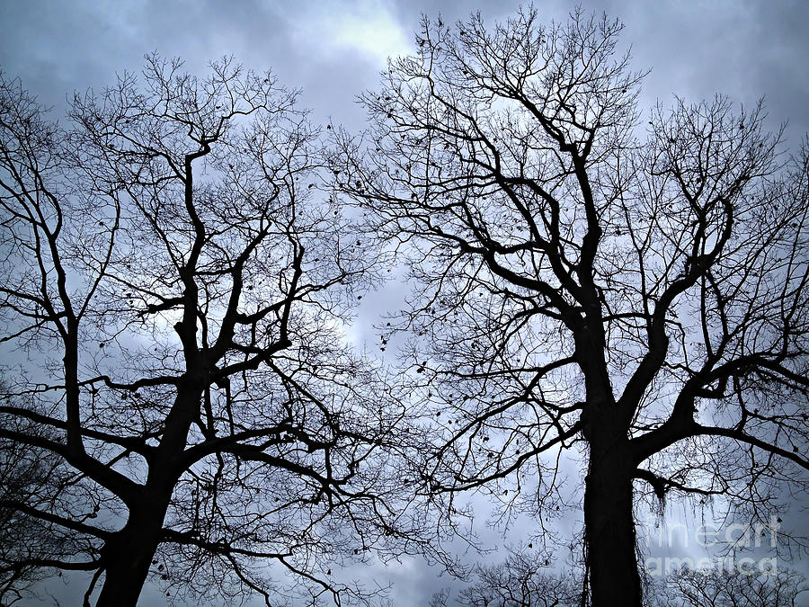 Winter trees Photograph by Elena Elisseeva