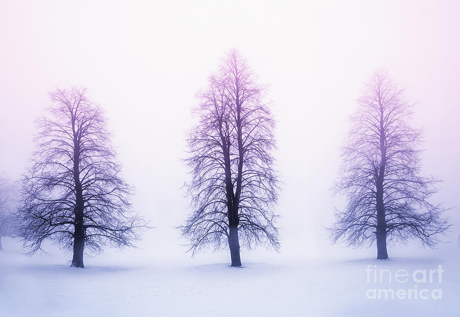 Winter trees in fog at sunrise Photograph by Elena Elisseeva