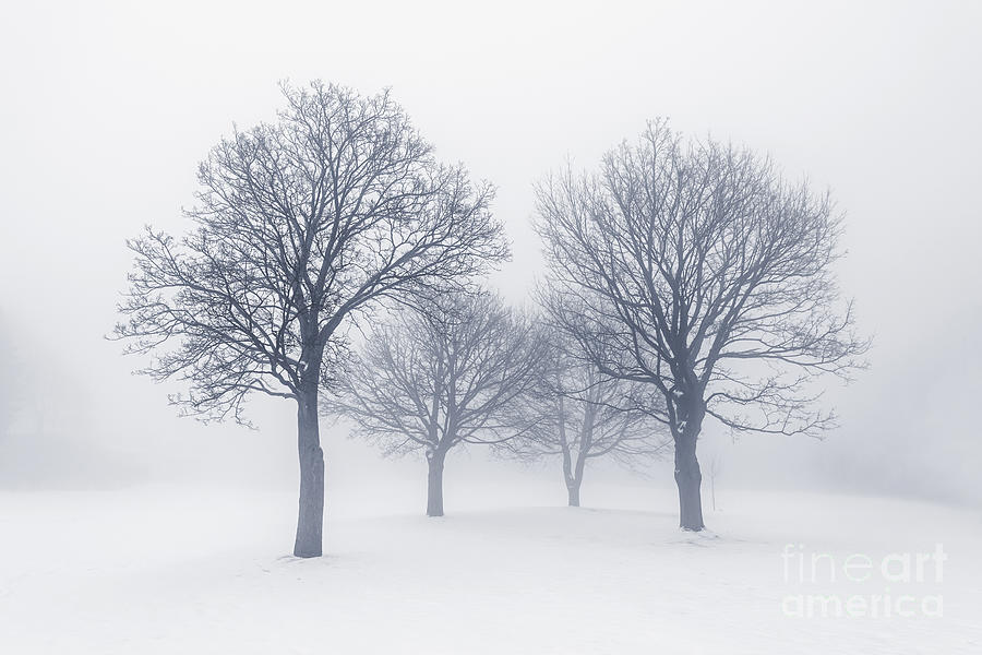 Winter trees in fog 10 Photograph by Elena Elisseeva