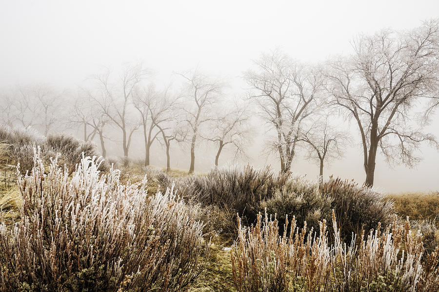 Winter trees in Idaho Photograph by Vishwanath Bhat