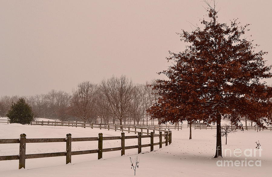 Winter Trees in Park Photograph by Amy Lucid