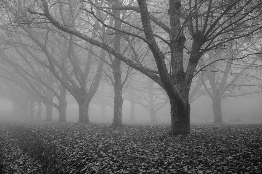 Fall Photograph - Winter trees in the mist by Georgia Clare