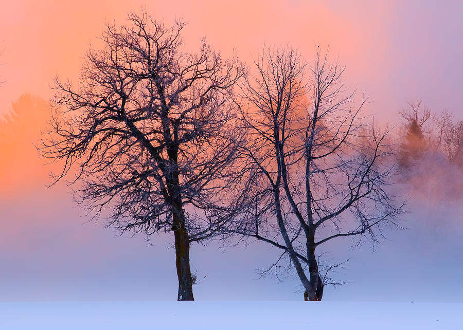 Winter Trees Photograph by Jakub Sisak