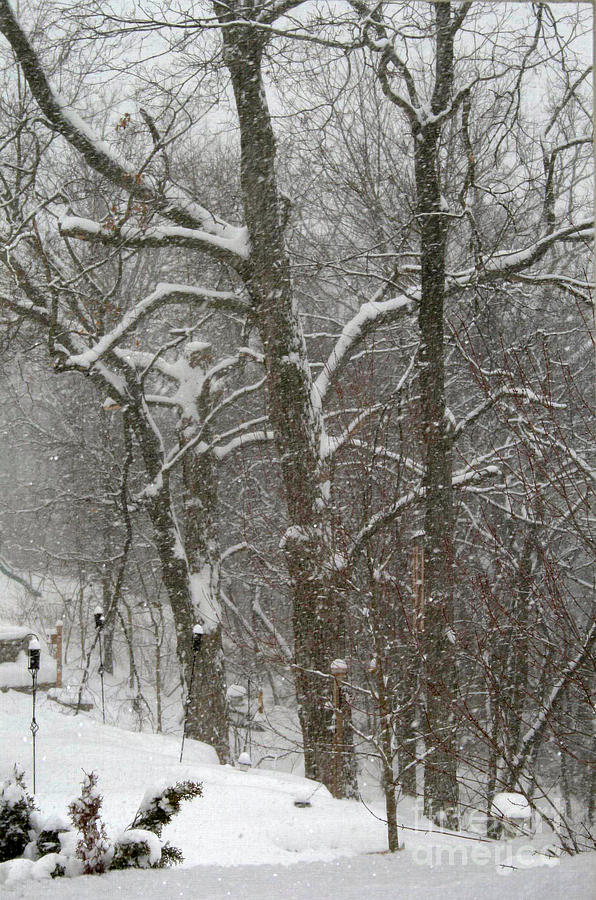 Winter Trees Photograph by Karen Adams