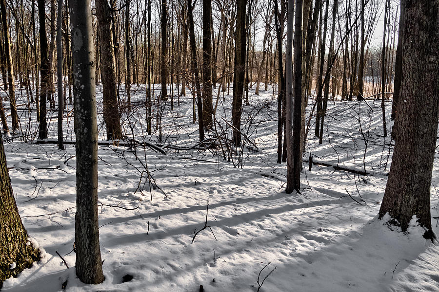 Winter Trees   Photograph by Lars Lentz