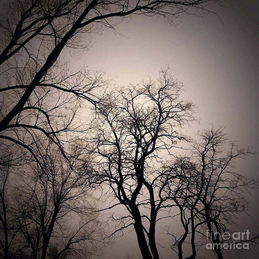 Tree Photograph - Winter Trees by LeLa Becker