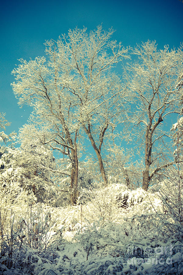 Winter Trees Photograph by Lena Auxier