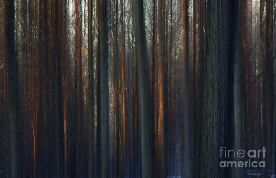 Winter Trees Photograph by Marco Crupi