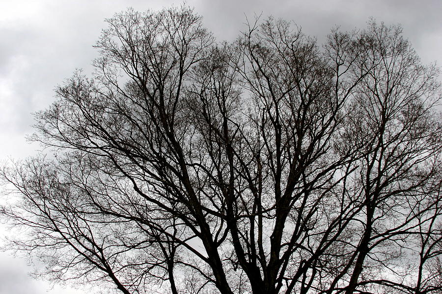Tree Photograph - Winter Trees Number Two by Paula Tohline Calhoun