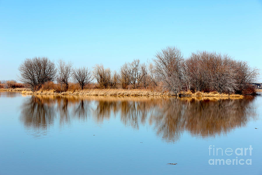 Winter Trees Reflection with Blue Sky Photograph by Carol Groenen