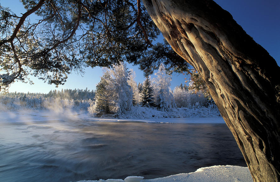 Winter Photograph - Winter Trees River Sweden by Panoramic Images