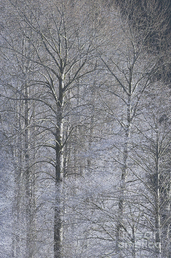 Winter Trees Photograph by Sharon Talson