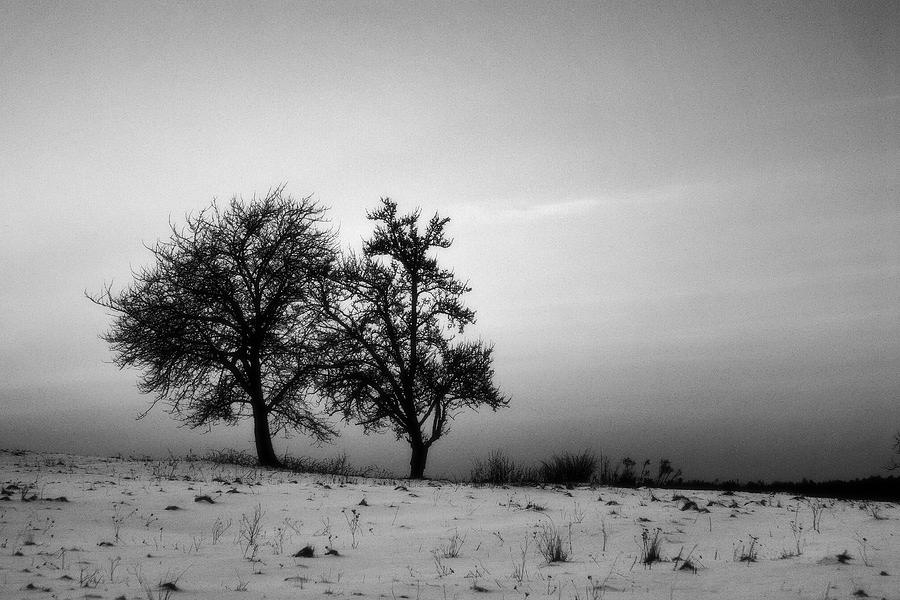 Tree Photograph - Winter Trees by Tomasz Dziubinski