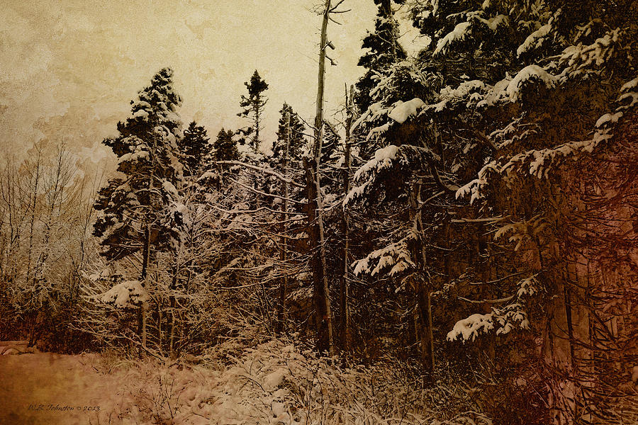 Winter Trees Photograph by WB Johnston