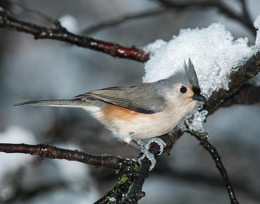 Winter  Tufted Titmouse Photograph by Lara Ellis