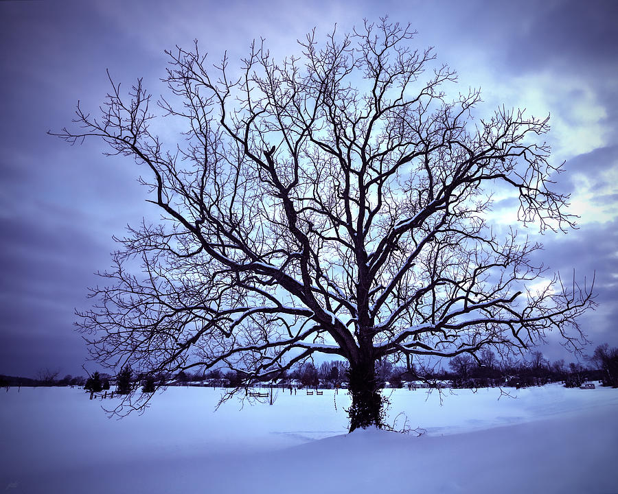Winter Twilight Tree Photograph