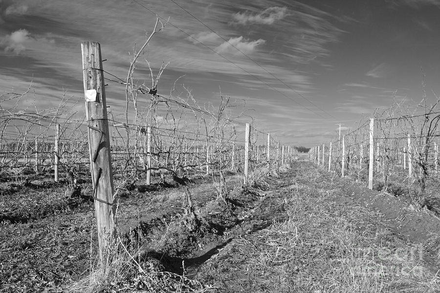 Winter Vines in Back and White Photograph by William Norton