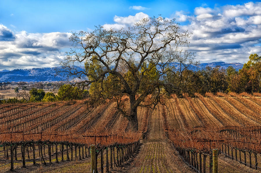 Winter Photograph - Winter Vineyards Paso Robles by Bill Dodsworth