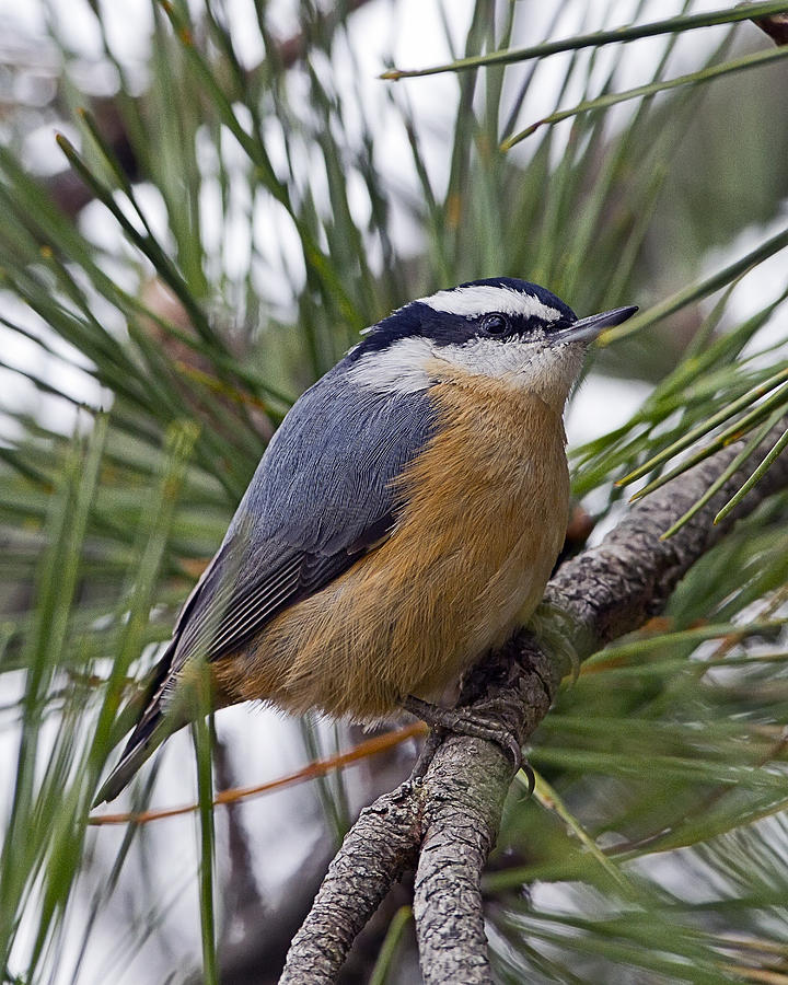 Winter Visitor - Red Breasted Nuthatch Photograph by John Vose
