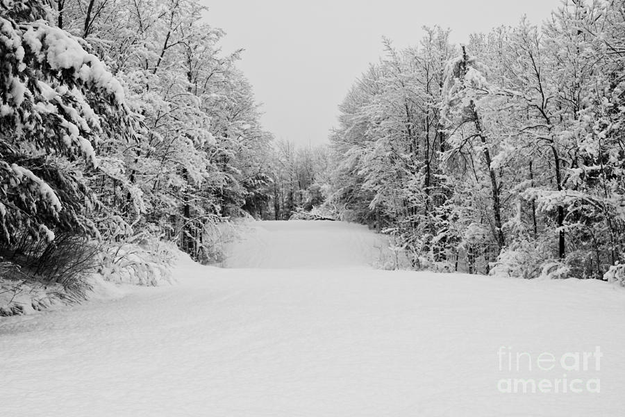 Winter Walk Photograph by Brenda Giasson
