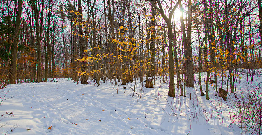 Winter Walk Photograph by Laurel Best